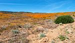 Roadside Panorama